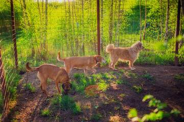 Naklejka na ściany i meble Ginger dogs for a walk in the afternoon in the summer sun in the yard