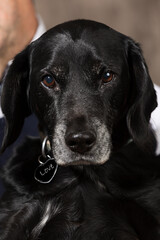Retrato de perro labrador negro.