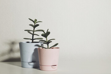 indoor plants in pots