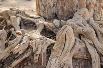The roots of the Cypress tree, dried up from the heat