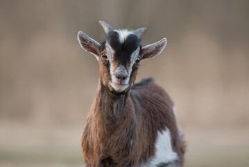 Portrait of miniature goat yeanling outdoors