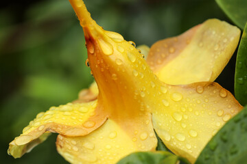 Naklejka na ściany i meble yellow flower with water drops