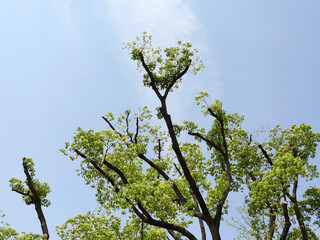 枝打ちされた街路樹