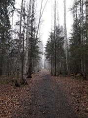 Fototapeta premium road and trees in the autumn forest