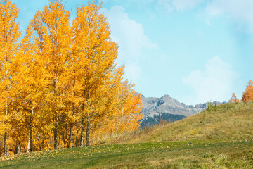 Telluride autumn trees