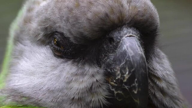 Brown-necked parrot close up of head and eye