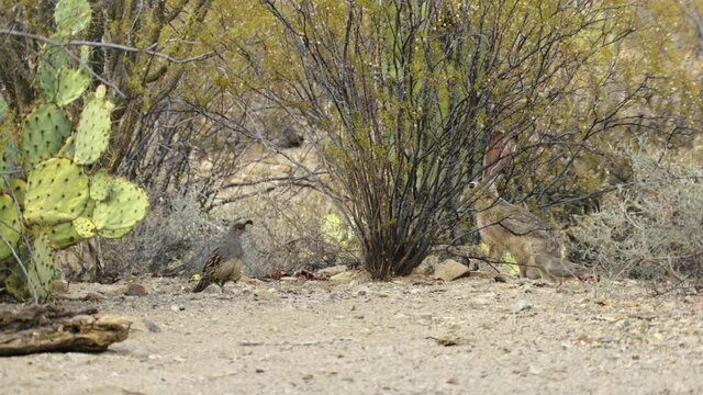 Three birds and black tailed jackrabbit in desert, New Mexico, USA