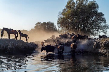 Fototapety na wymiar - Fototapeta24.pl