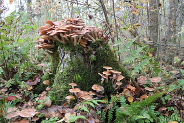 Edible mushrooms mushrooms are growing on the stump