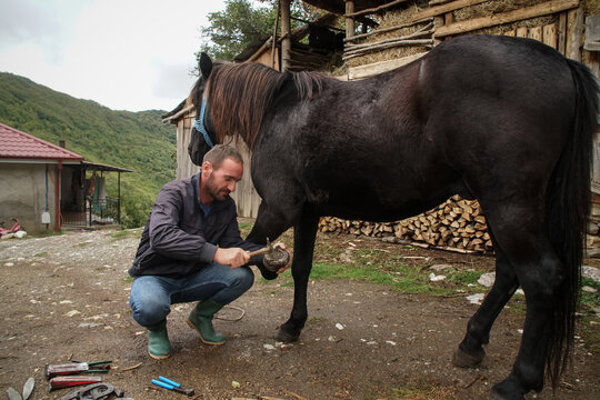 The master pincers removes the grown nail. A farrier works on a horse foot to clean it before creating a horseshoe for the animal