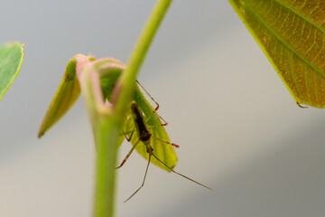 grasshopper on a leaf