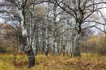 Fototapeta na wymiar Autumn birch grove with mighty century-old birches