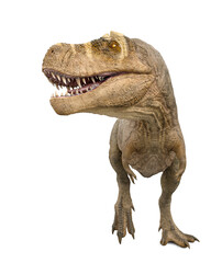 tyrannosaurus rex is looking for food © DM7