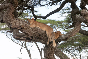 Fototapeta na wymiar Siesta time for pride of african lions on tree branch