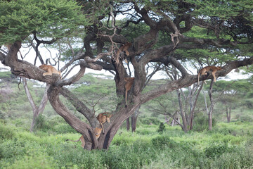 Siesta time for pride of african lions on tree branch