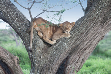 Siesta time for pride of african lions on tree branch