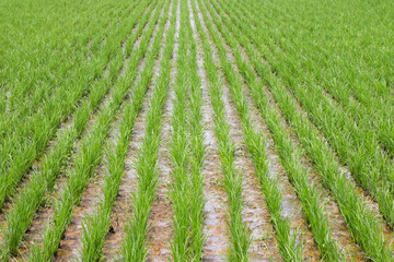 rice seedlings in rice field