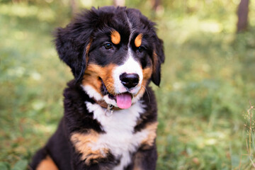 Bernese Mountain Dog puppy standing in forest park