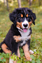 Bernese Mountain Dog puppy standing in forest park