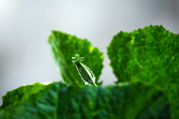 pumpkin flower buds and leaves