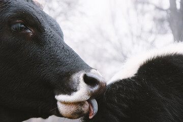 Farm animal behavior close up shows calf licking and grooming companion.