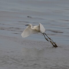 Oiseaux