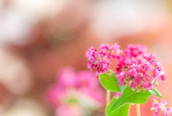 赤そばの花　高嶺ルビー