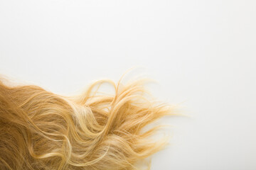 Dark blonde wavy female hair on light gray background. Closeup. Empty place for text. Top down...