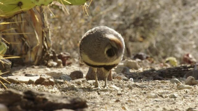 Gambels quails foraging in desert, New Mexico, USA