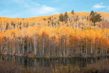 Aspen trees in autumn 