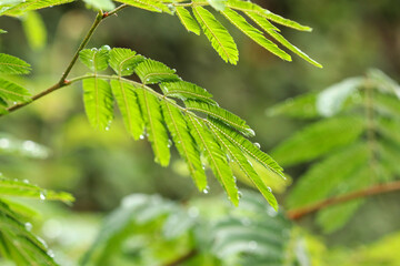 green leaves in spring
