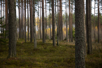Fototapeta premium Northern forest in late autumn