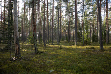 Northern forest in late autumn