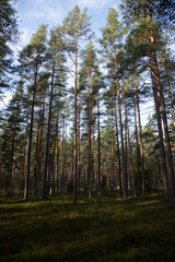 Northern forest in late autumn