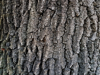 Tree bark texture. Wooden background