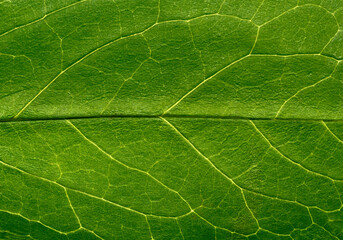 Textured surface of green leaf with veins.
