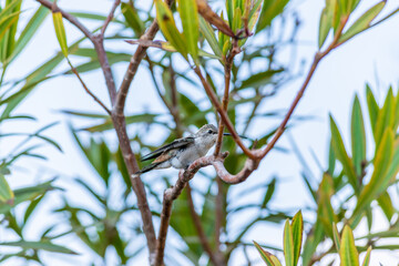 Aves