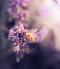 Bee on lavender flowers, blooming in sunlight