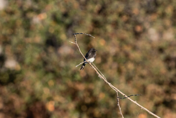 Small bird on a limb