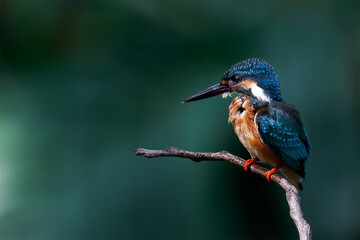 The common kingfisher (Alcedo atthis) also known as the Eurasian kingfisher is a small kingfisher. It is resident in much of its range, but migrates from areas where rivers freeze in winter.