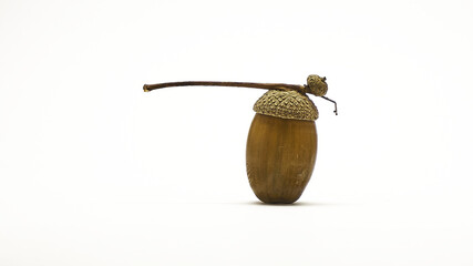 Brown acorn. White background. Color.