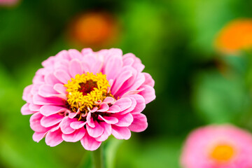 Zinnia flowers blooming in the garden