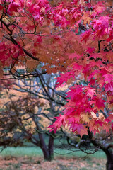 Acer and maple trees with leaves a blaze of autumn colour, photographed at Westonbirt Arboretum, Gloucestershire, UK. 