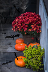 Halloween garden composition, bright orange pumpkins, colorful chrysanthemum potted, front door steps decoration