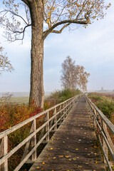 Der Holzsteg am Federsee führt durch das Schilf zum See
