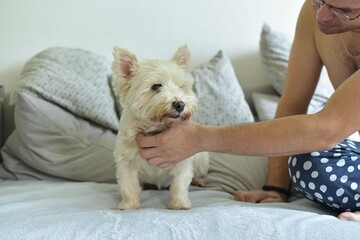 man stroking a white terrier on a sofa in the living room
