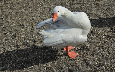 white goose that turns to look - neck