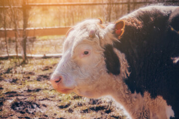 Beautiful red & white bull on a farm in early spring
