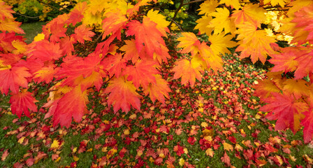 Acer and maple trees with leaves a blaze of autumn colour, photographed at Westonbirt Arboretum, Gloucestershire, UK. 