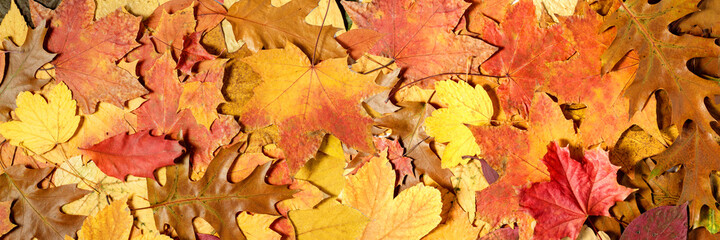 Naklejka na ściany i meble Autumn background of fallen leaves. Fall banner
